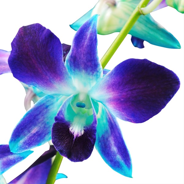 Dendrobium 'Royal Blue' Towering Nobile Orchid Premium Gift With
